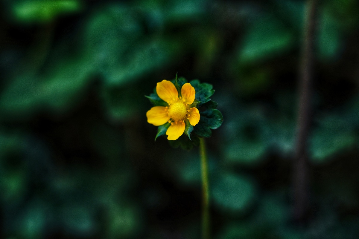 送你一朵小黄花