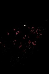 A616650F-9838-4260-BD3F-6078EC7E63F2/L0/001