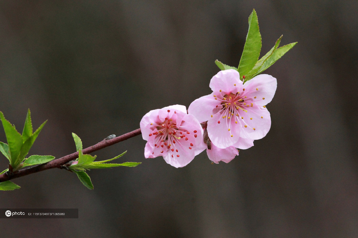 江苏南通:桃花竞相绽放 香味清新扑鼻沁人心脾