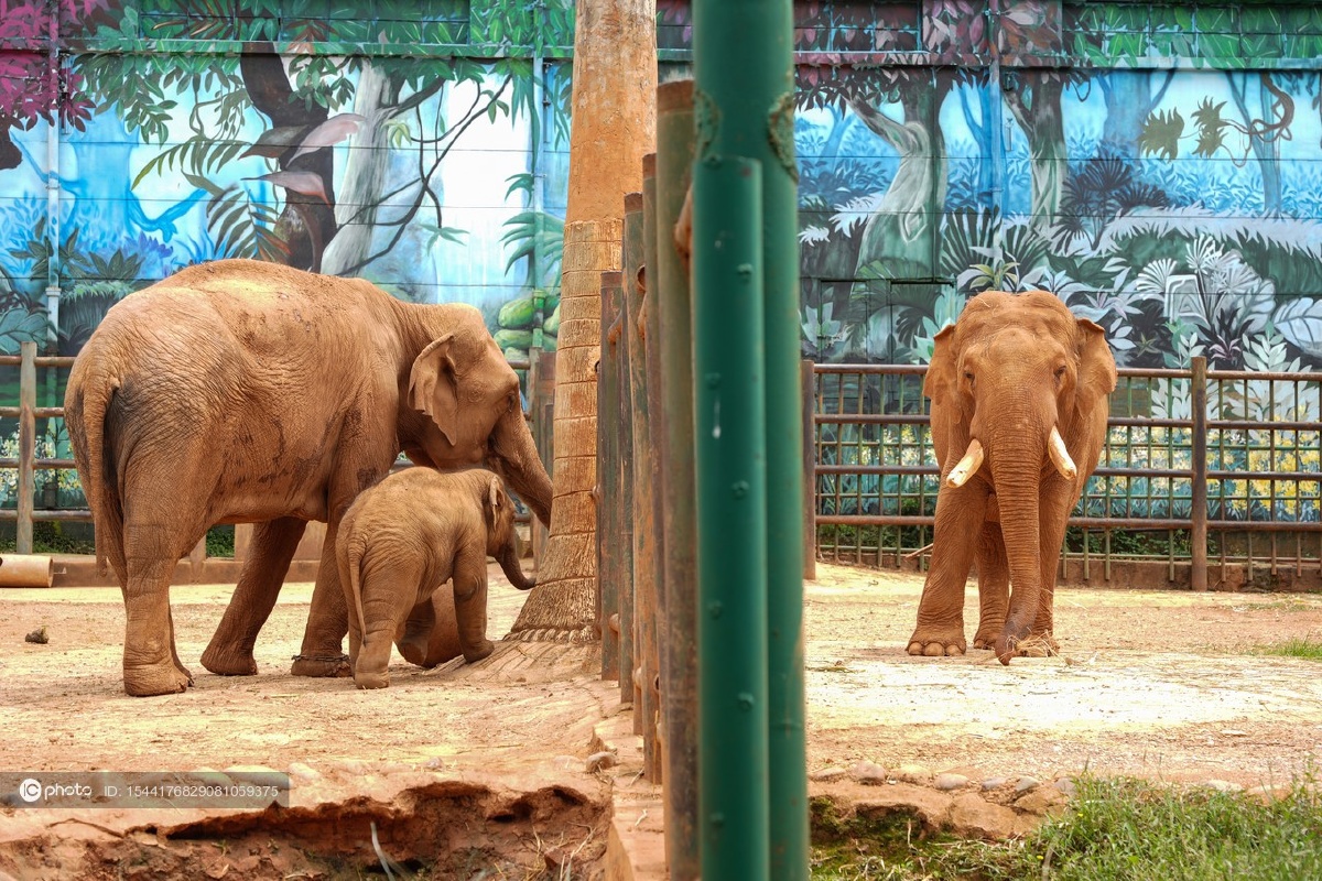 云南世界大象日 昆明动物园亚洲象"吉祥三宝"集体亮相