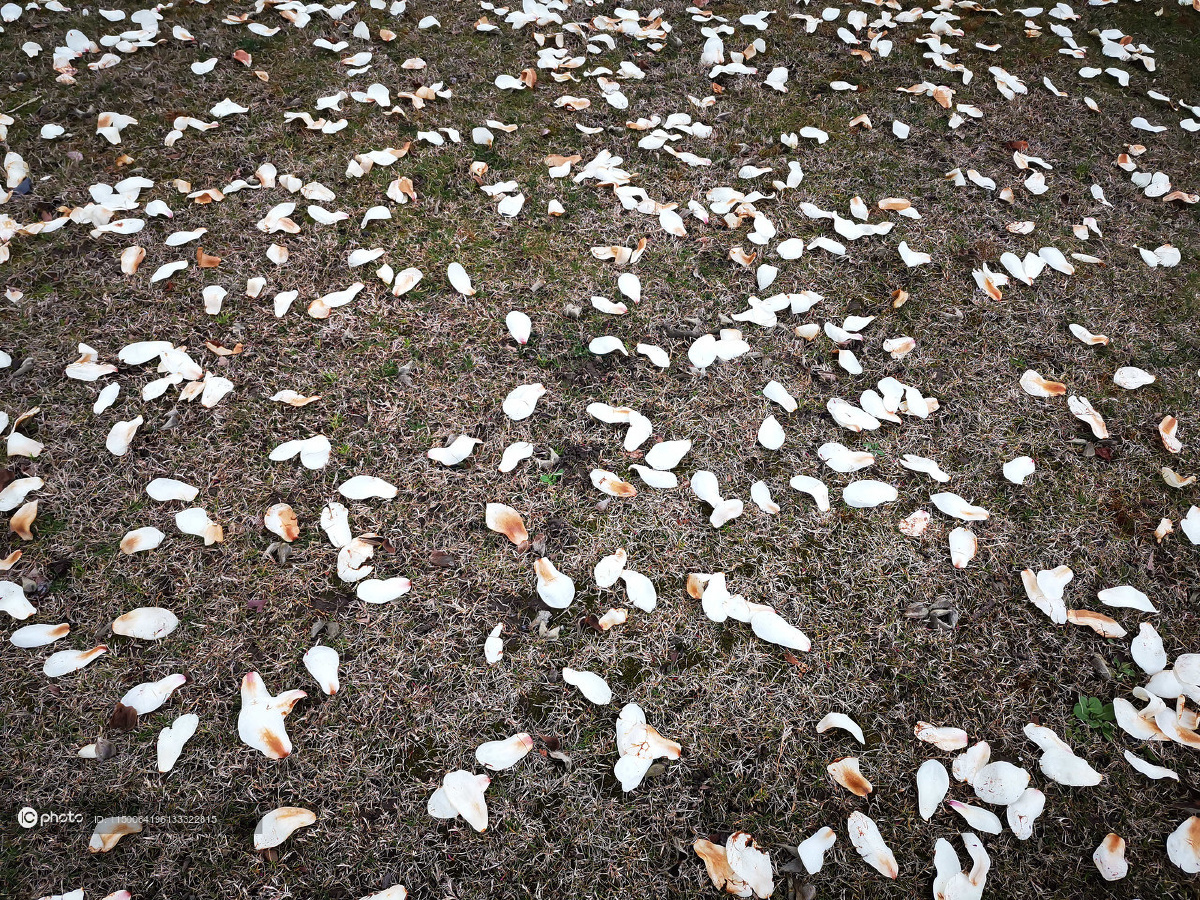 独家春雨打落上海市花玉兰花瓣落满地宛如雪