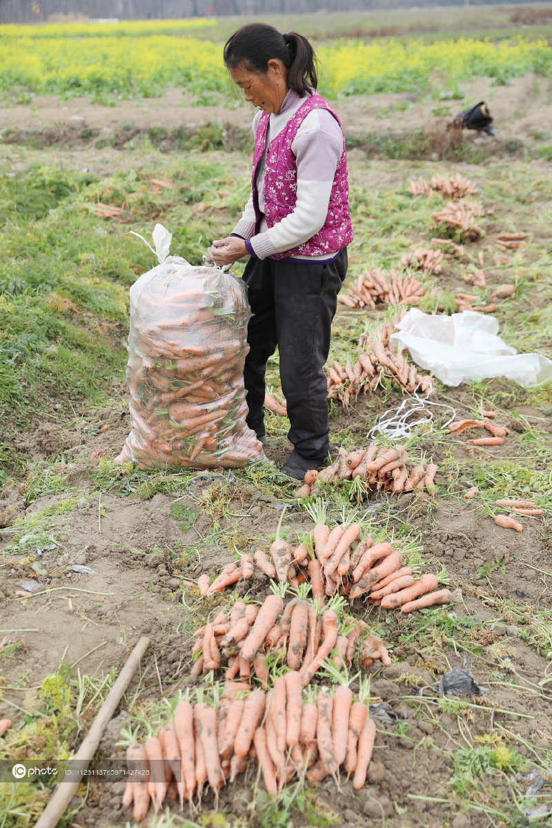湖南道县胡萝卜上市采挖繁忙放寒假的学生一同帮忙