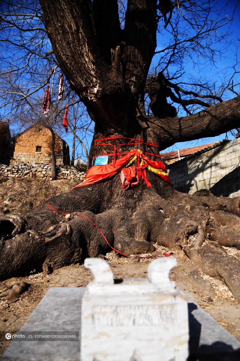 独家山东济南惊现千年古槐王