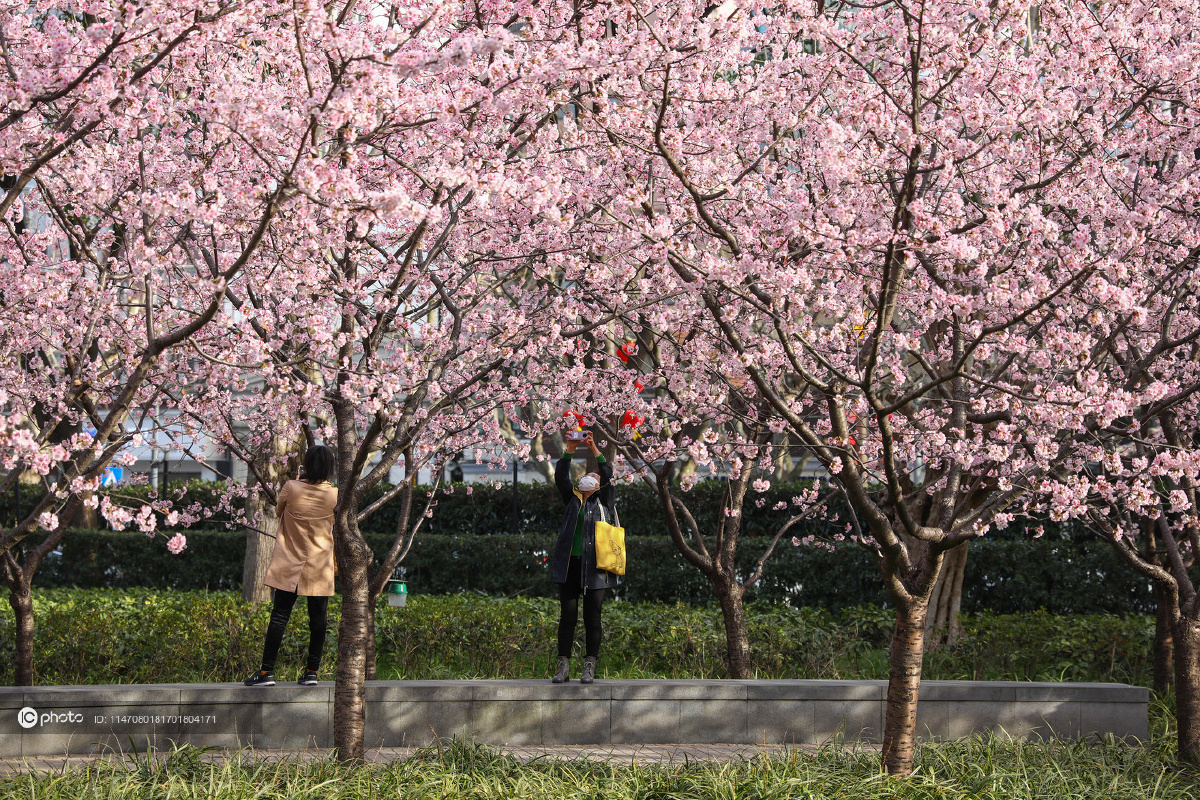 独家上海公园早樱盛放大批市民赏花拍照