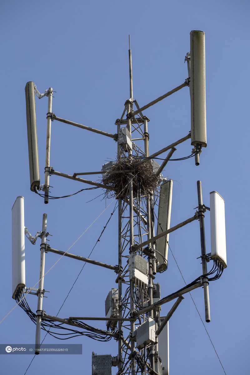 独家:湖北襄阳市内 鸟巢筑在中国铁塔通信设备支架上
