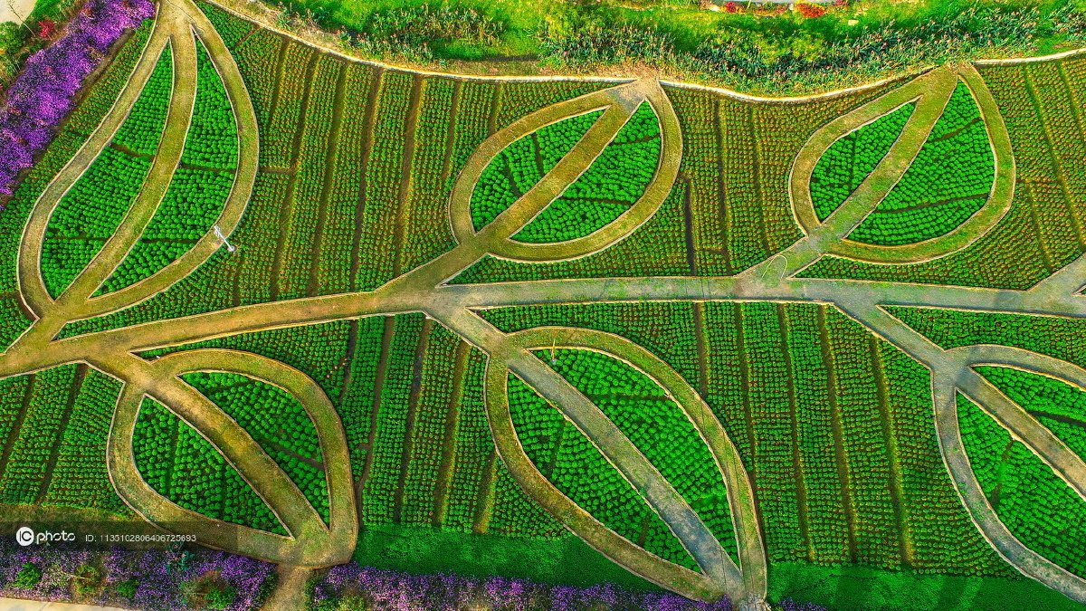 独家海南春回大地香草田园绿意盎然