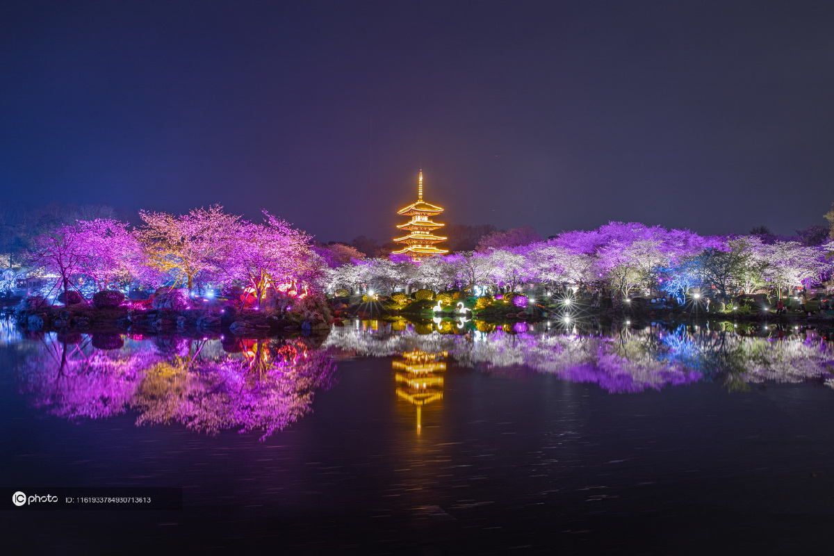独家武汉东湖风景区樱花园夜樱怒放震撼视觉