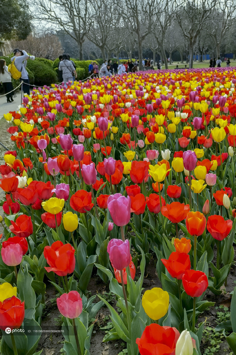 独家上海大宁公园郁金香绽放五彩花海美不胜收