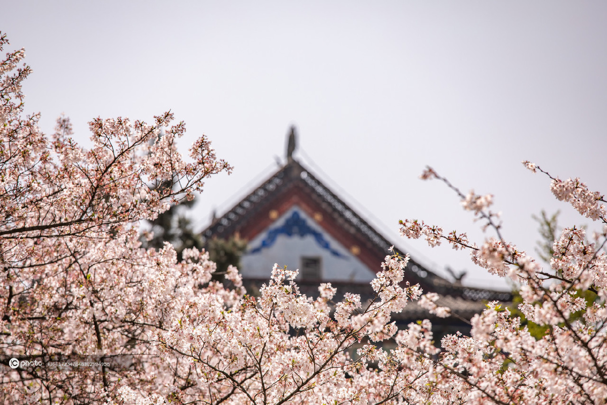 独家:武汉晴川阁樱花怒放 绚烂无比
