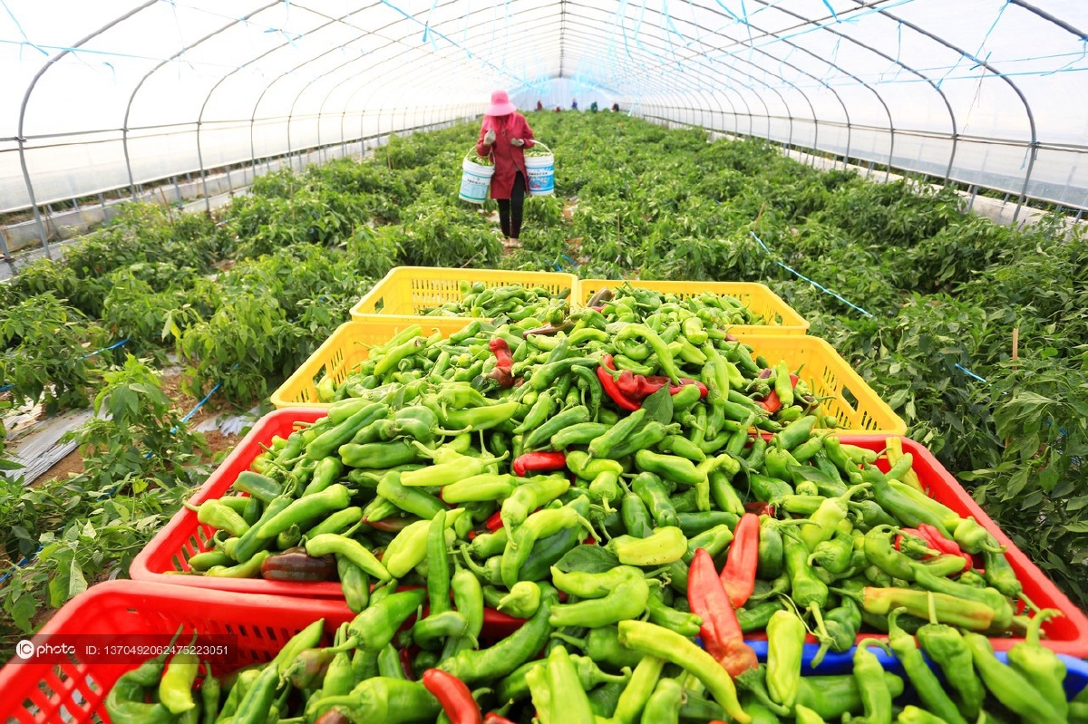 江西永丰采收辣椒保供应