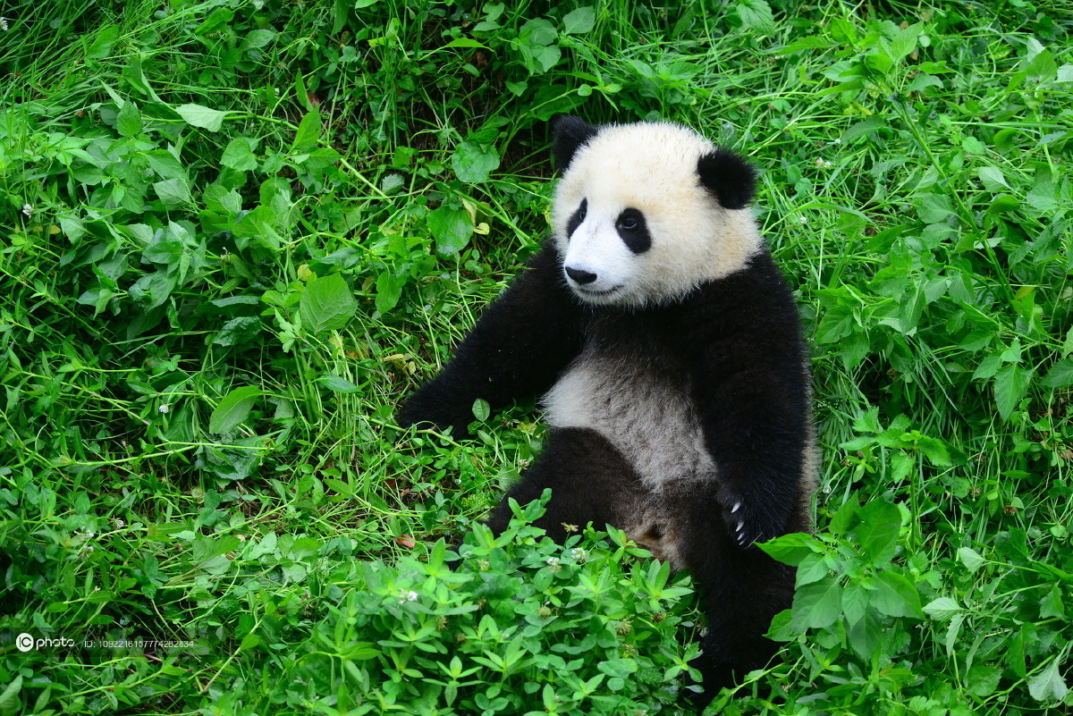 独家:大熊猫草地上快乐玩耍 吃草可可爱爱