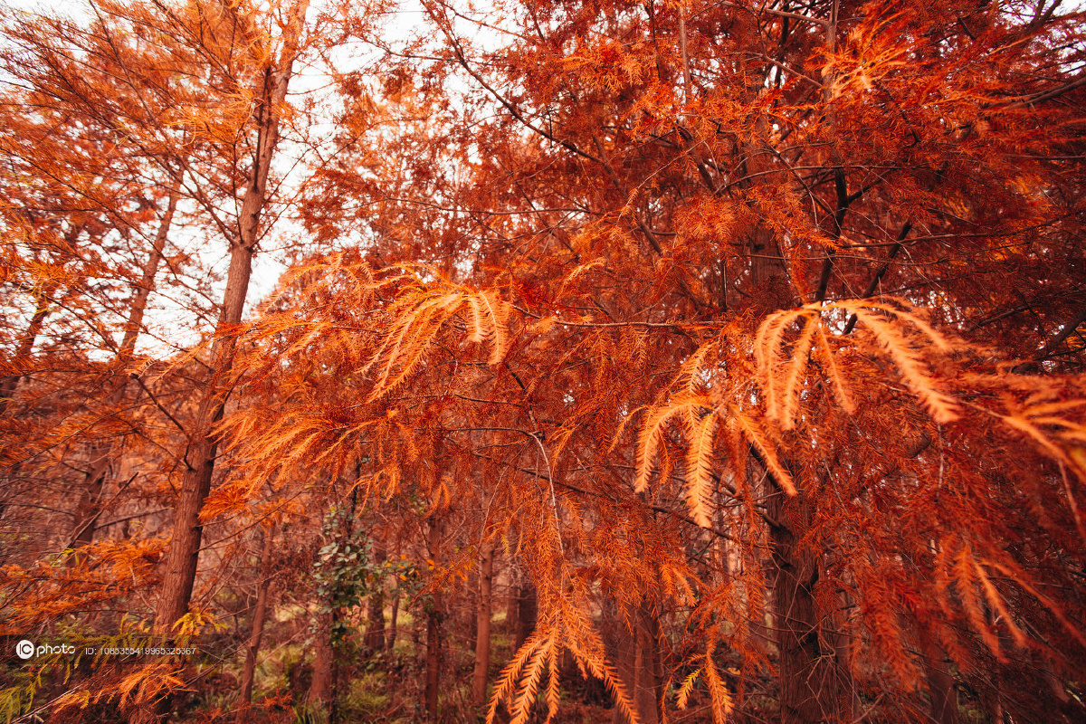 独家台州红树林秋天落叶红红火火美得不像话