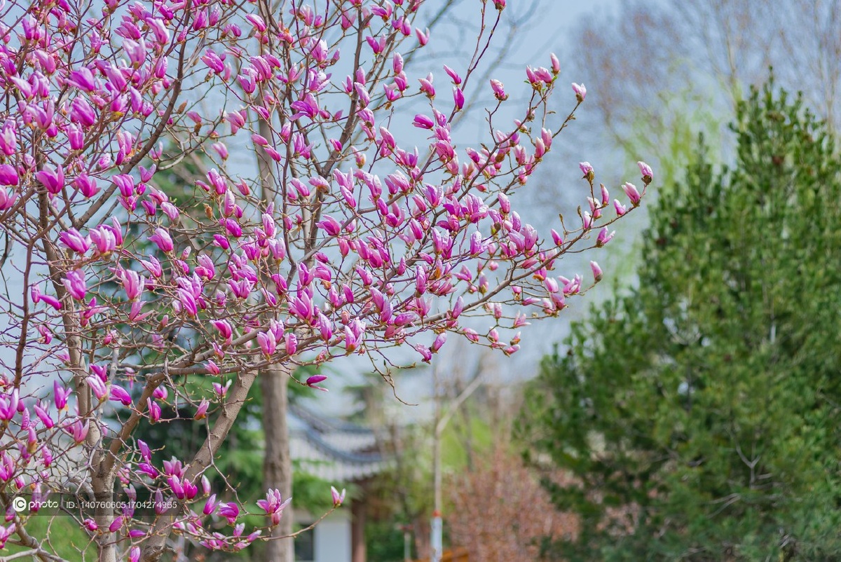 河北保定竞秀公园的玉兰花