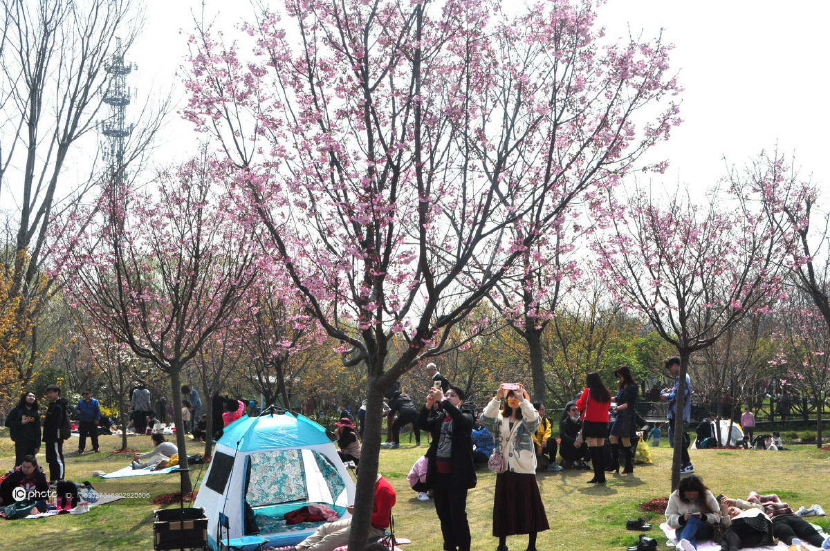 2021上海樱花节开幕迎来踏春赏景大客流