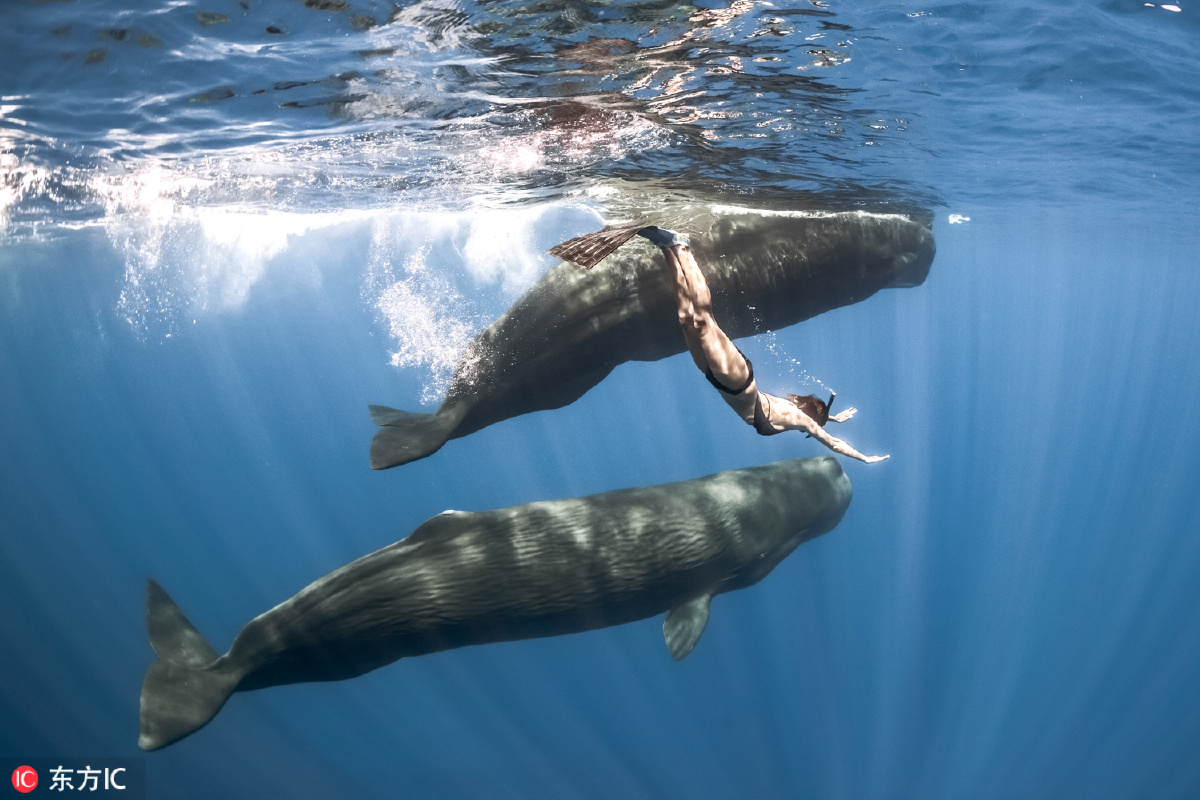marianne与数头抹香鲸亲密同游.