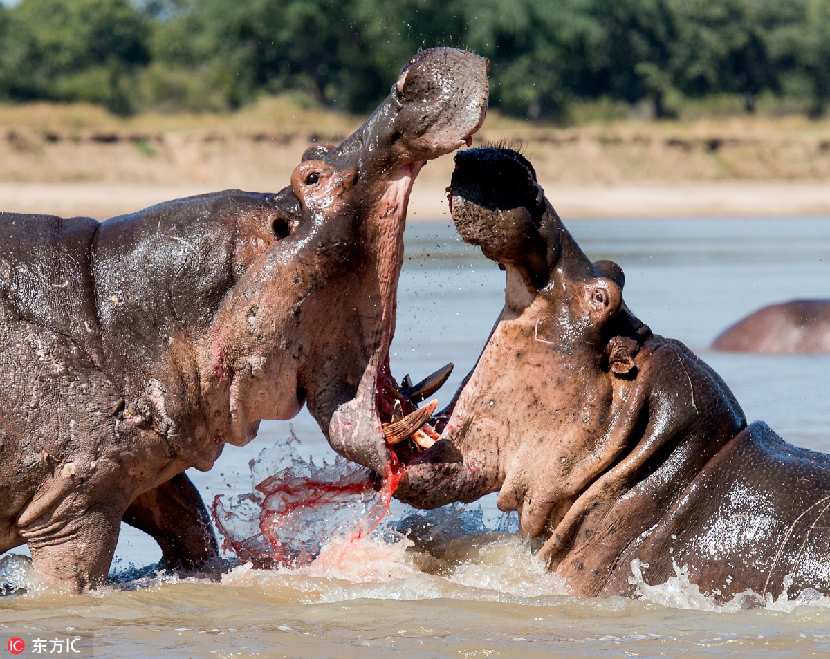 20170117_00999 - 东方ic - 图虫摄影网