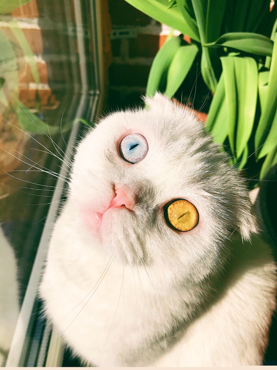 迷倒铲屎官!苏格兰折耳猫天生异色瞳高颜值 - ic_photo - 图虫