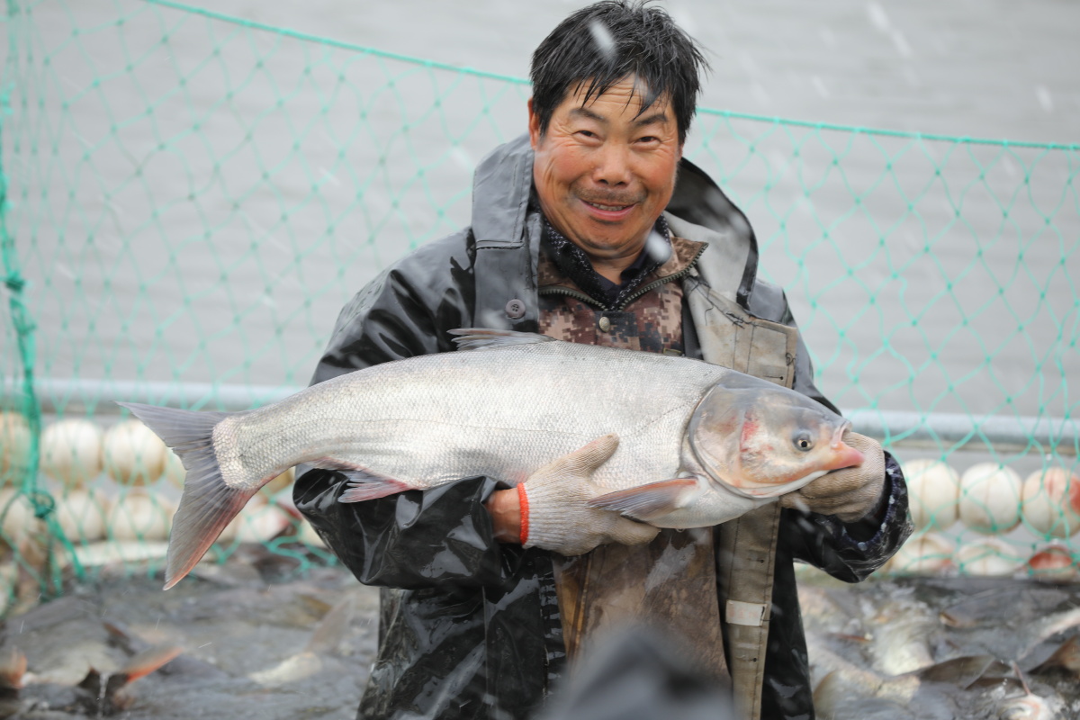 山东日照五莲户部生态鱼喜获丰收 当天出鱼1万斤收入8万元 - ic_photo