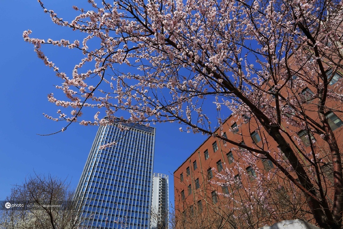 辽宁沈阳桃红柳绿一片春天景象