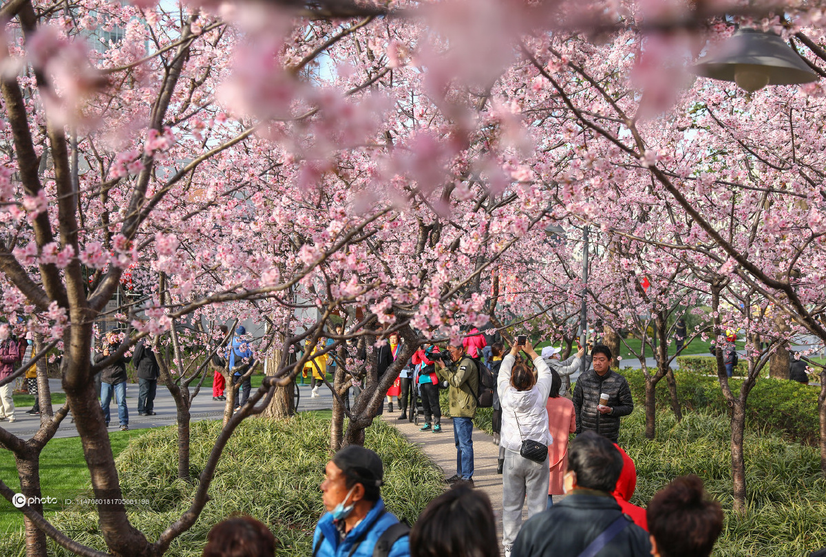 独家上海公园早樱盛放大批市民赏花拍照