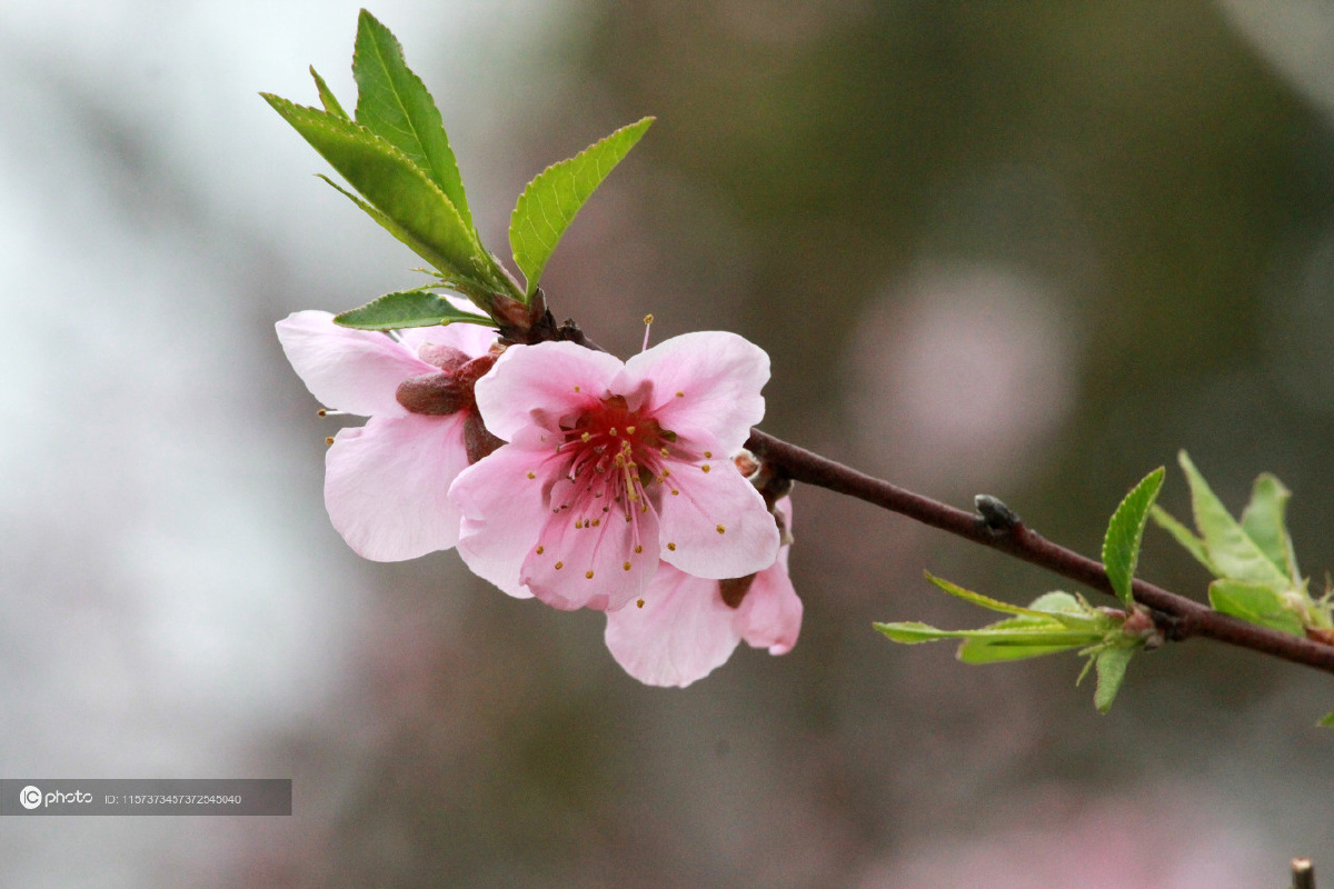 江苏南通桃花竞相绽放香味清新扑鼻沁人心脾