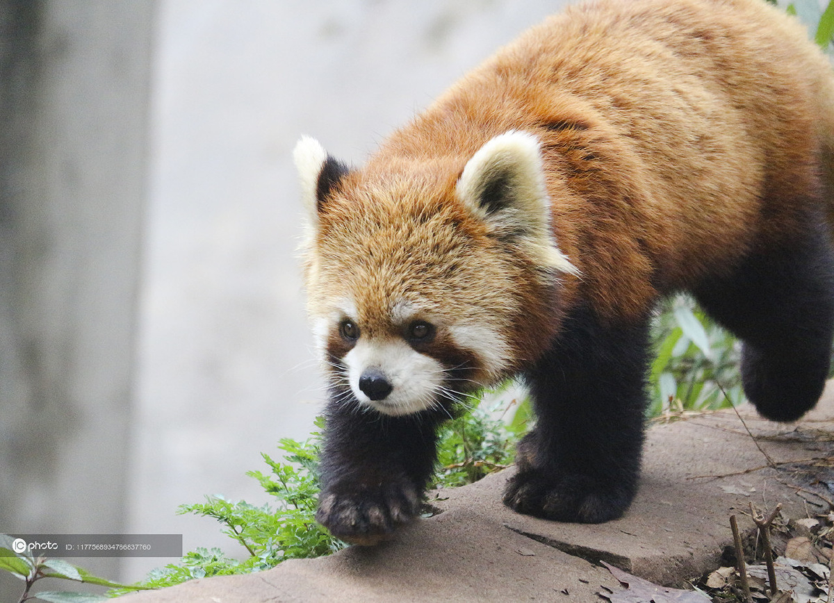 资料:成都小熊猫 - ic_photo - 图虫