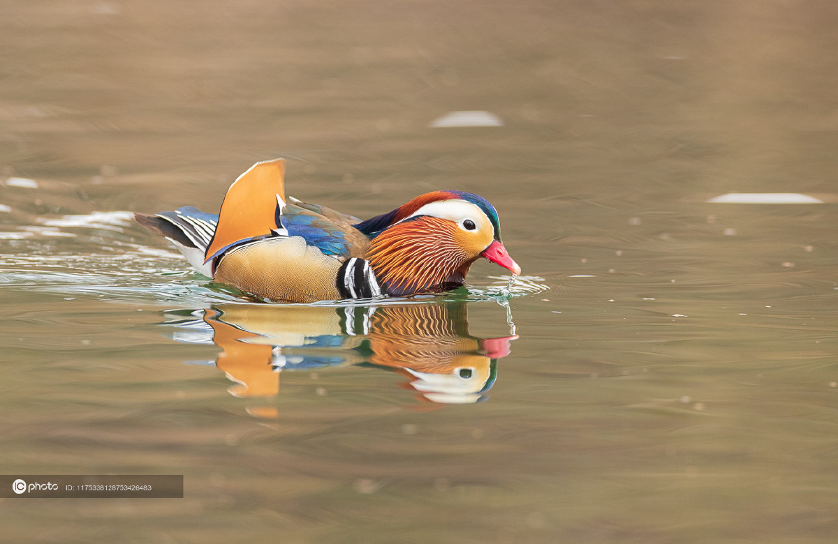 独家野生大鸳鸯现身吉林长白爱情鸟成双结对