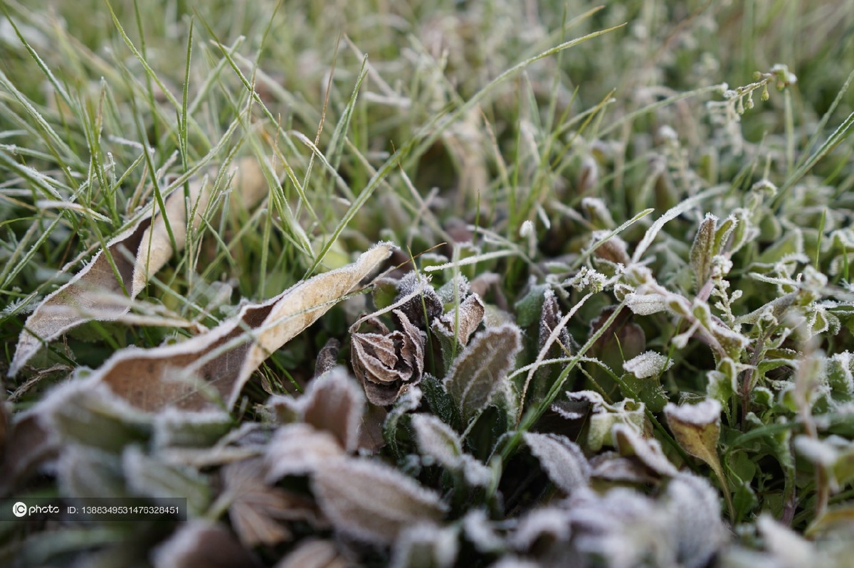 独家浙江绍兴冬季清晨天气寒冷植被披上白霜