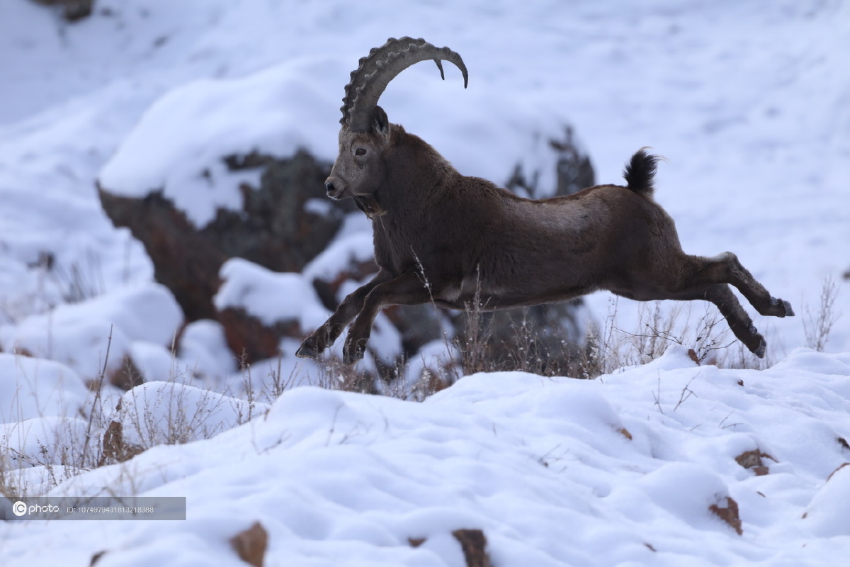 新疆温泉:北山羊"羊王"雪中奔跑 威风凛凛 - ic_photo - 图虫