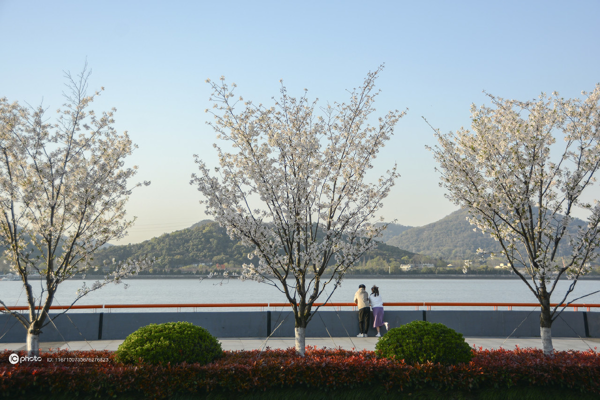 杭州滨江最美樱花大道全面绽放