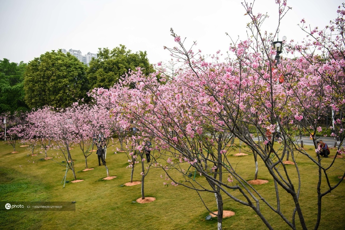 独家赏樱季到来广州创业公园三百株樱花怒放成花海