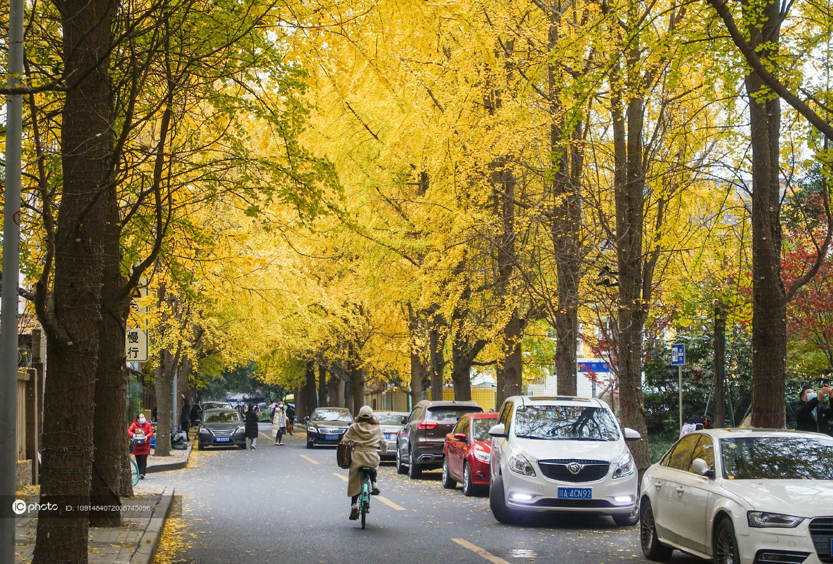 成都迎来银杏最佳观赏期最美银杏街道披上黄金甲