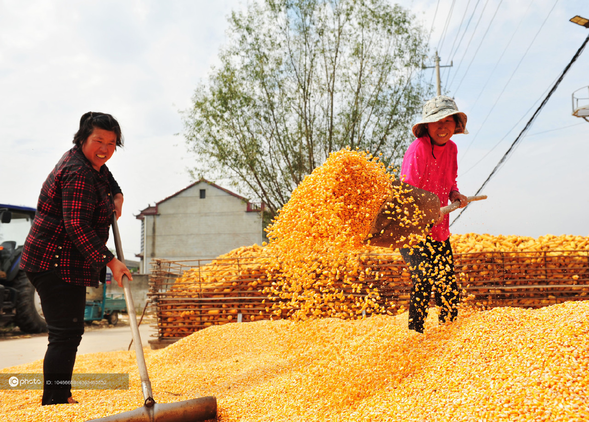 江苏睢宁晴好天晒玉米