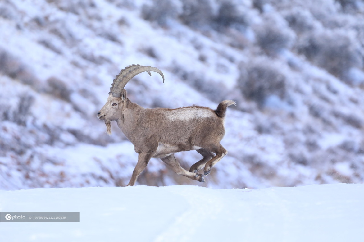 新疆温泉北山羊羊王雪中奔跑威风凛凛