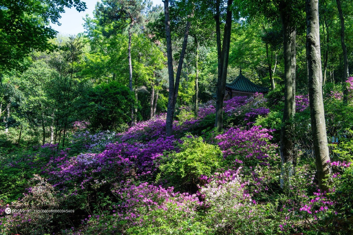 独家桂林植物园杜鹃花开