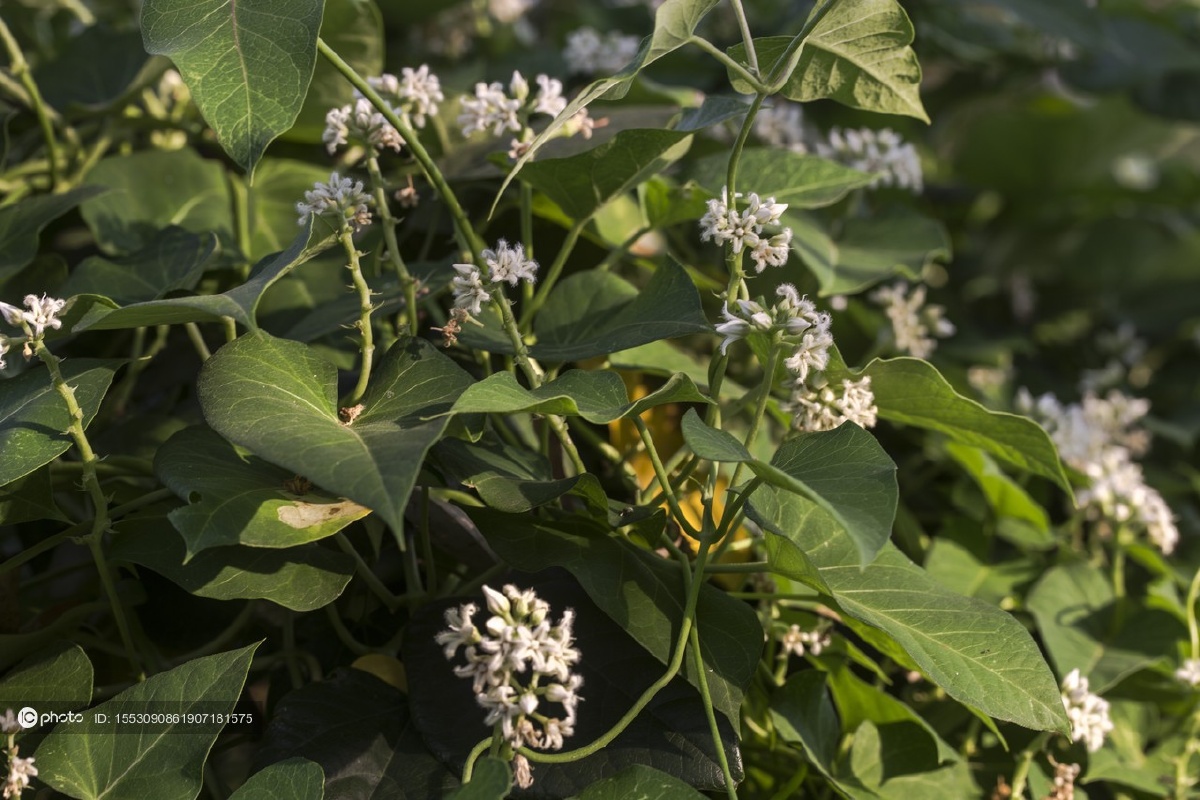 药用植物:萝摩 - ic_photo - 图虫