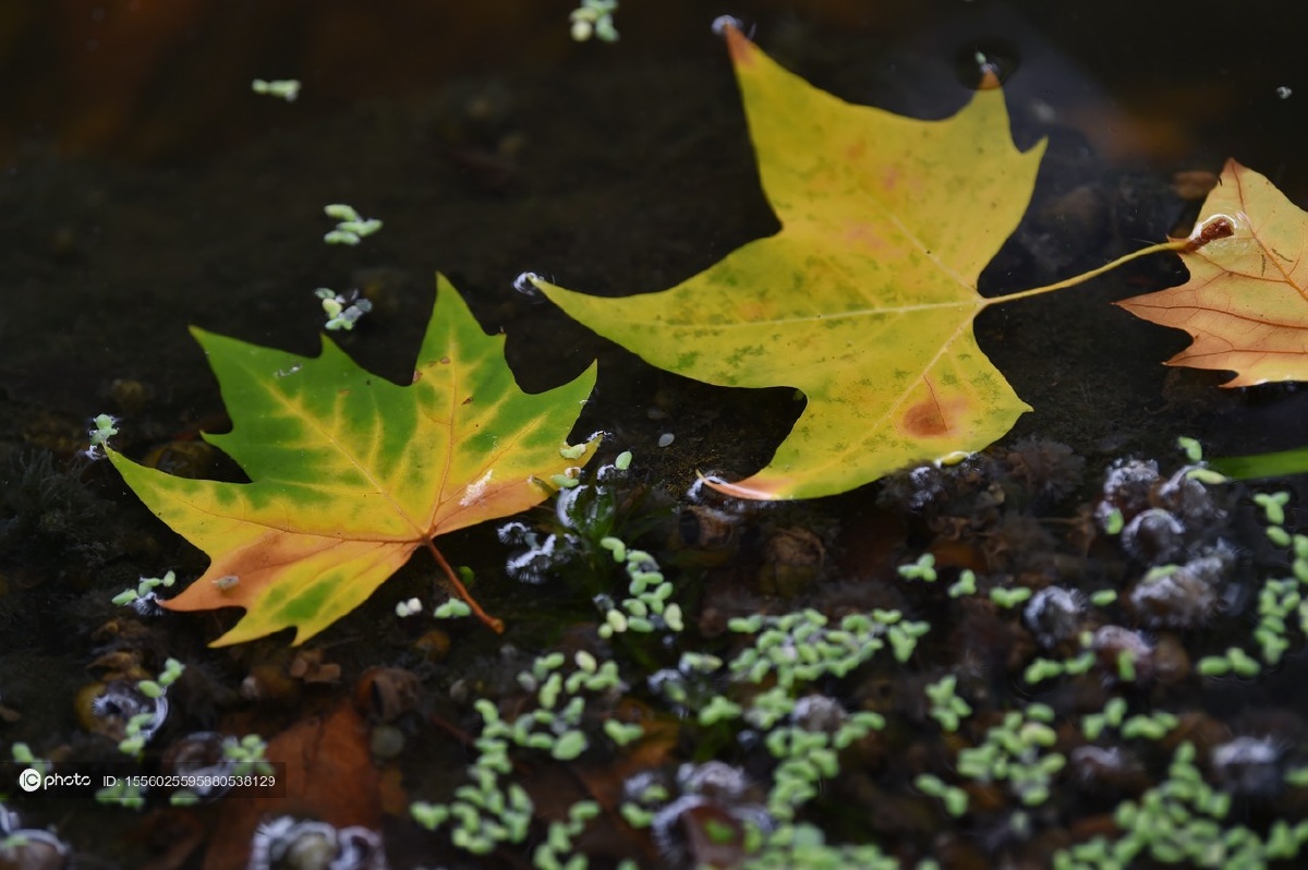 独家:江苏南京 梧桐叶黄秋意浓 - ic_photo - 图虫