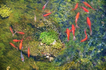 清泉鲤鱼图（3）
