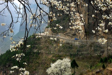 梨花开遍大峡谷