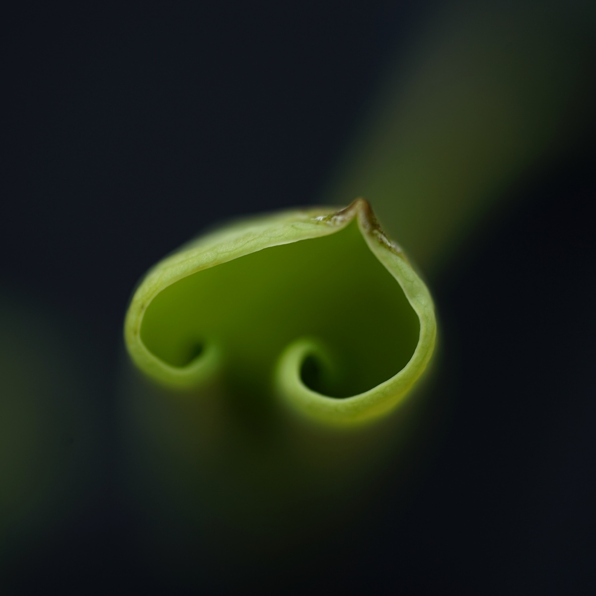 新荷叶儿