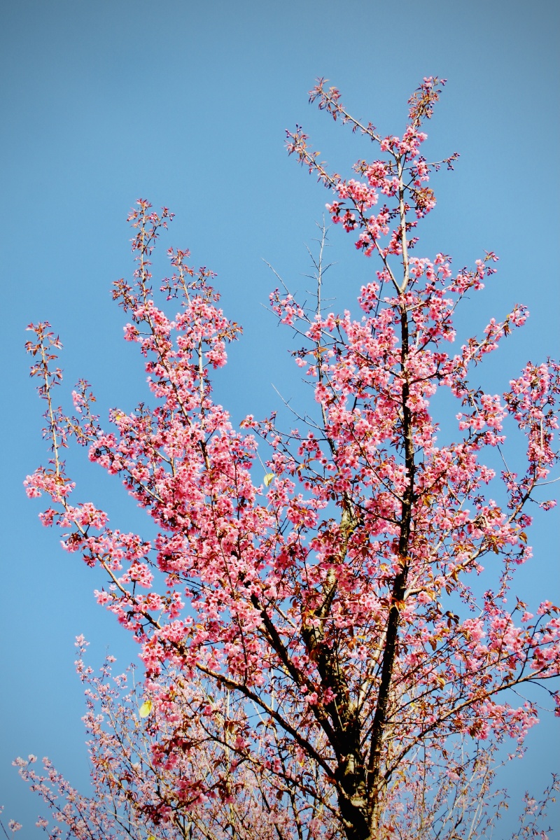 冬樱花树枝 - 华灿 - 图虫