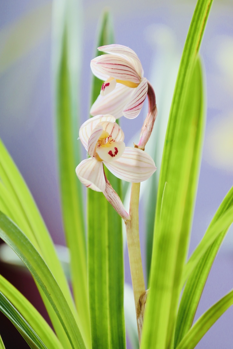 珍贵兰花荷之冠