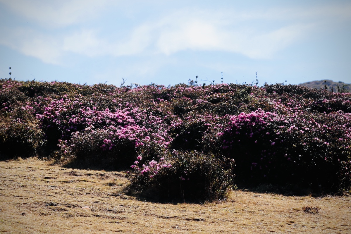 碎米花杜鹃景区