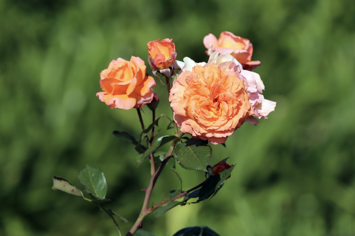 多彩的现代月季