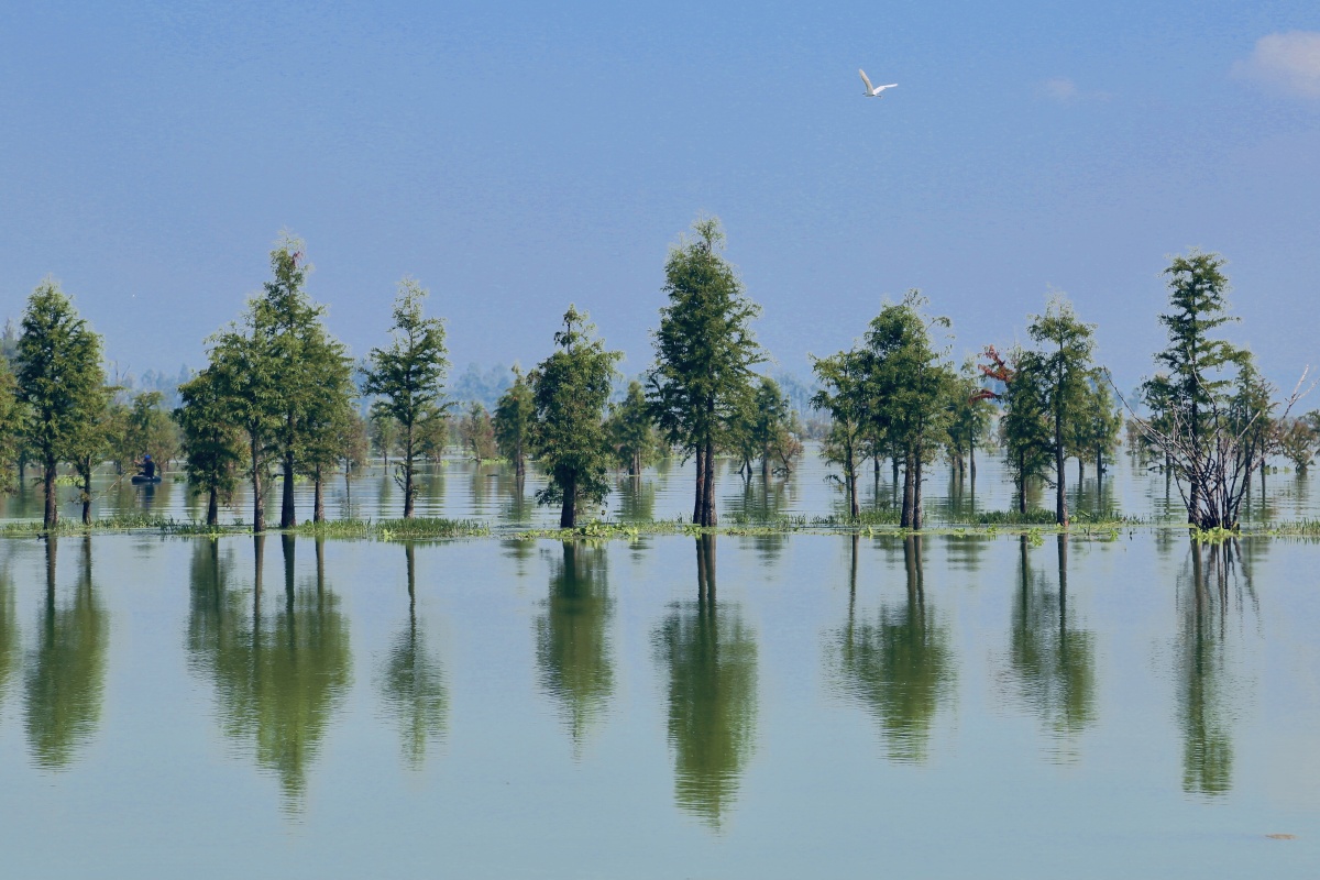 湖泊水中水杉