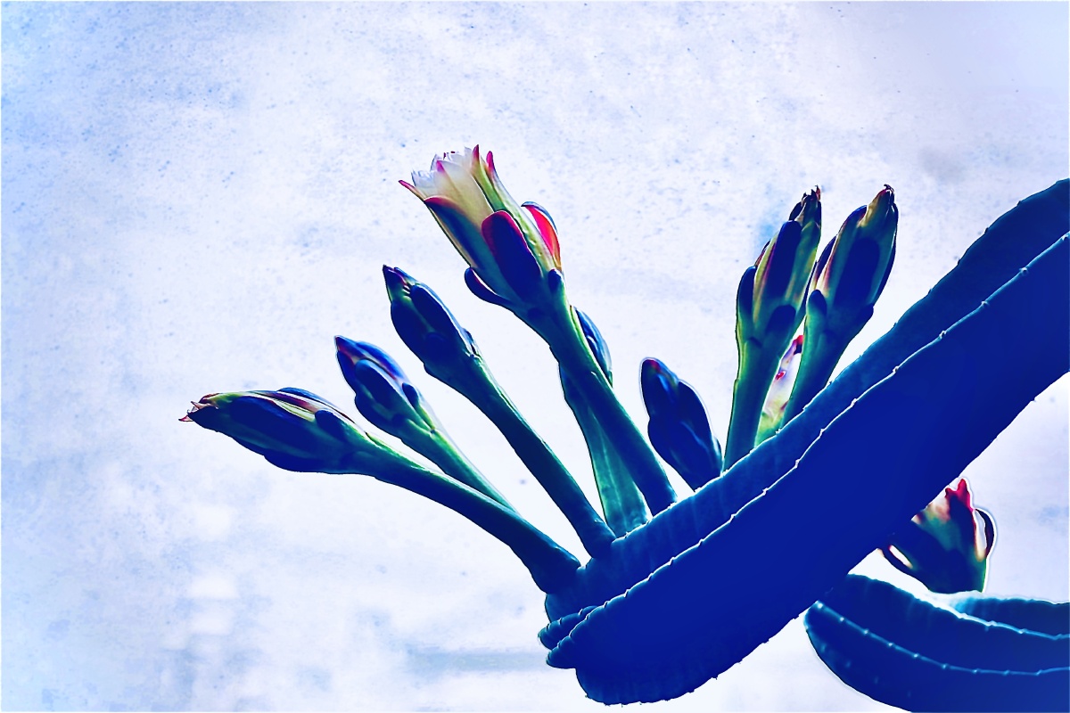 肉质植物坚强不屈顽强的生命力