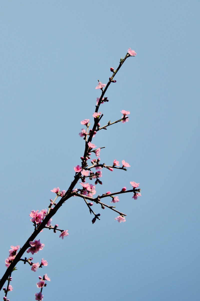 一枝桃花初放