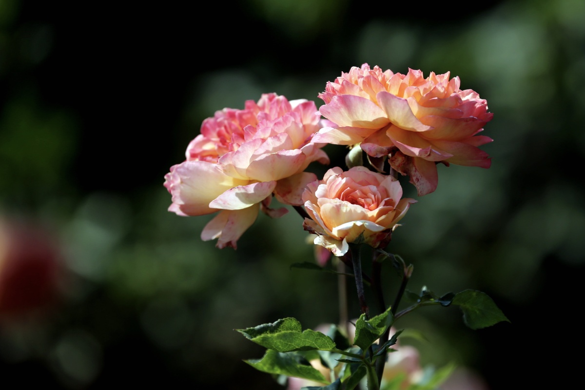 多彩的现代月季