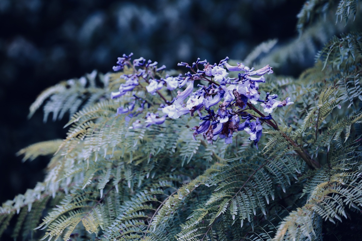 冬天开花的蓝花楹在昆明第一次看到冬季开花的蓝花楹罕见