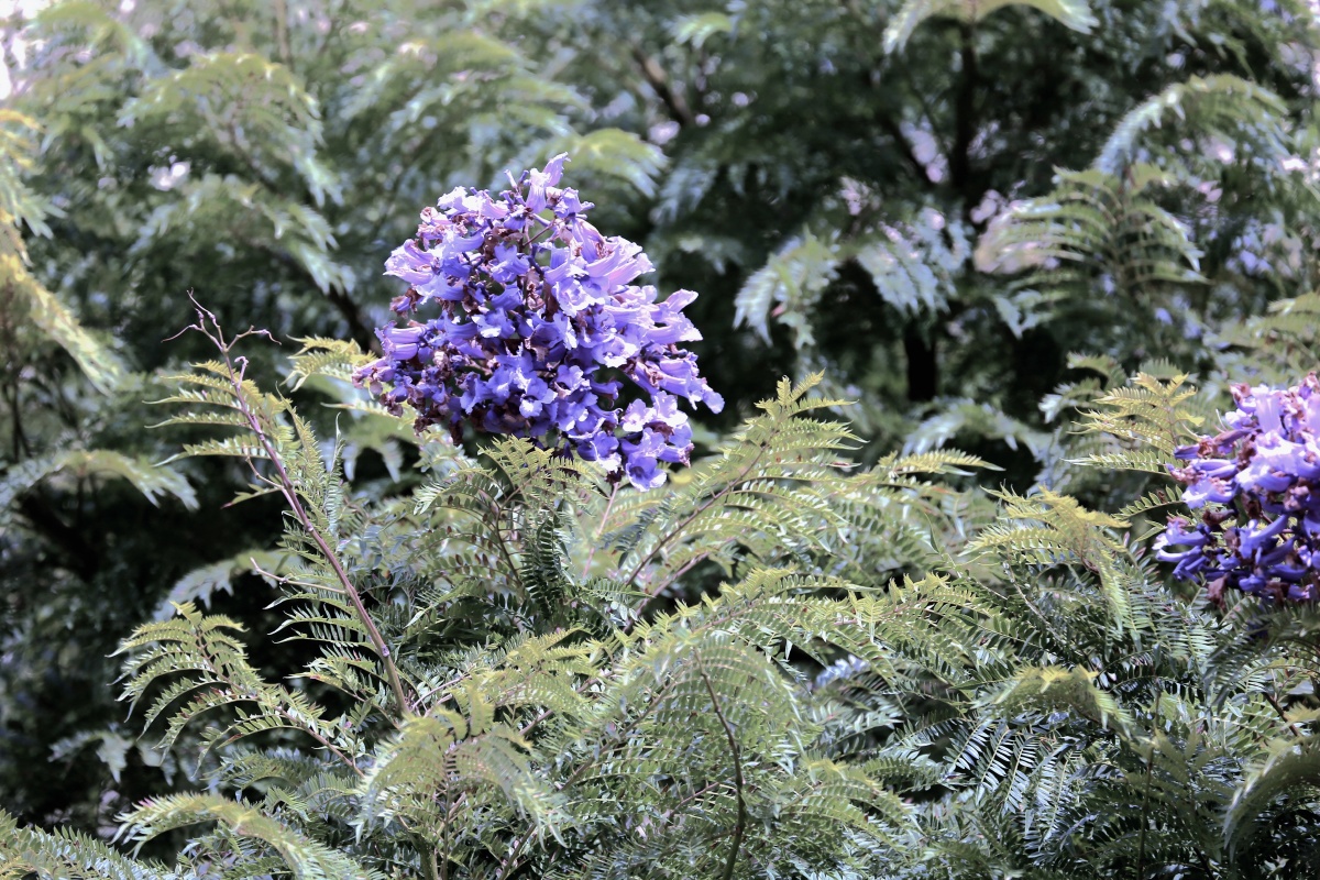 冬天开花的蓝花楹在昆明第一次看到冬季开花的蓝花楹罕见